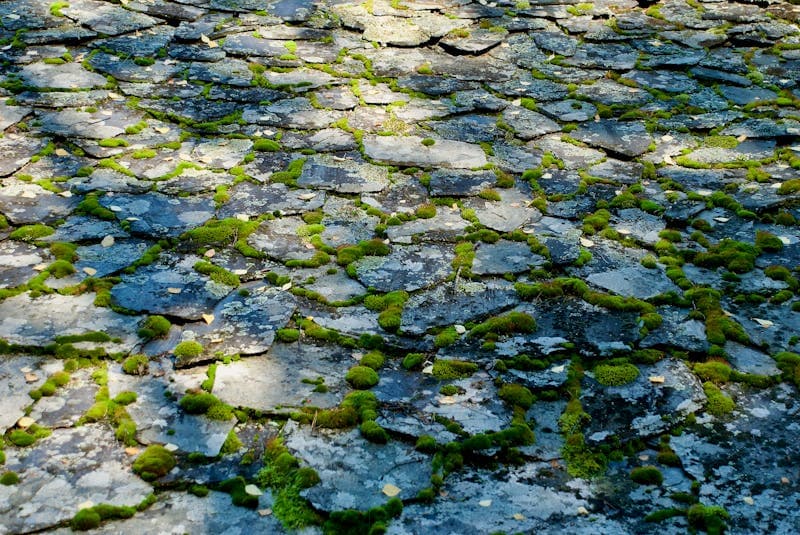 How to Remove Algae and Moss from Your Driveway or Patio